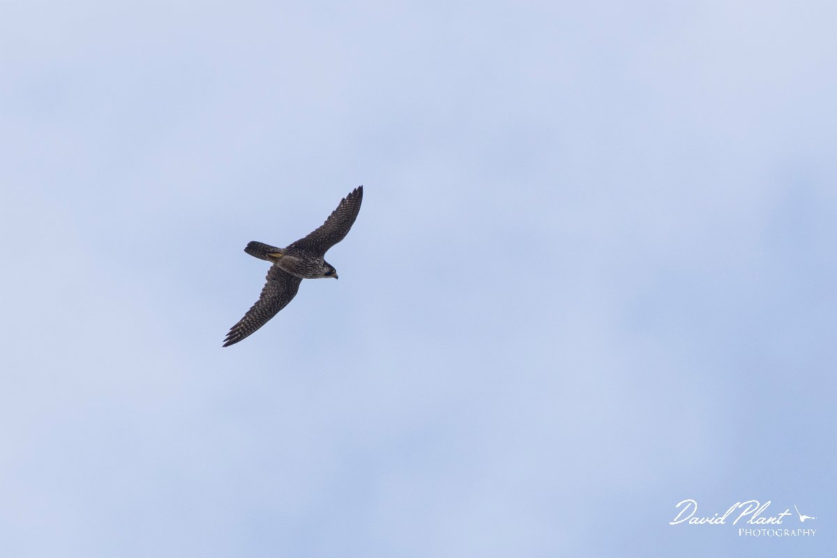 DPPhotography - Lesvos - Peregrine - A.jpg - Peregrine - Ipsilou Monastery, Lesvos