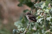 DPPhotography - Lesvos - Pied flyctacher - A