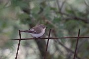 DPPhotography - Lesvos - Pied flyctacher - B
