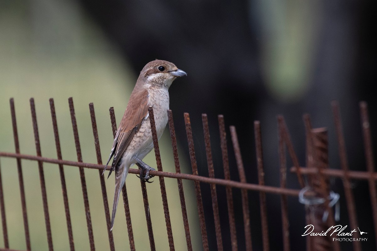 DPPhotography - Lesvos - Red-backed shrike - A.jpg - Red-backed shrike - Faneromeni, Lesvos