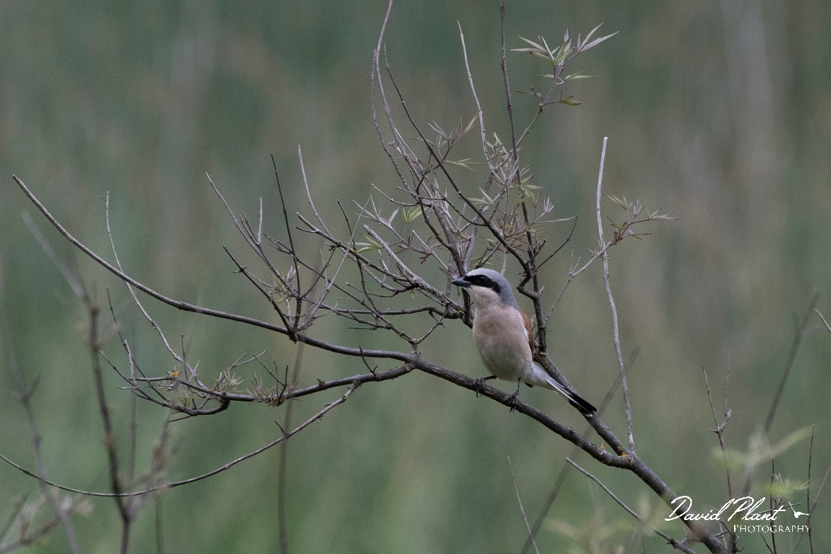 DPPhotography - Lesvos - Red-backed shrike - B.jpg - Red-backed shrike - Mikri Limni, Lesvos