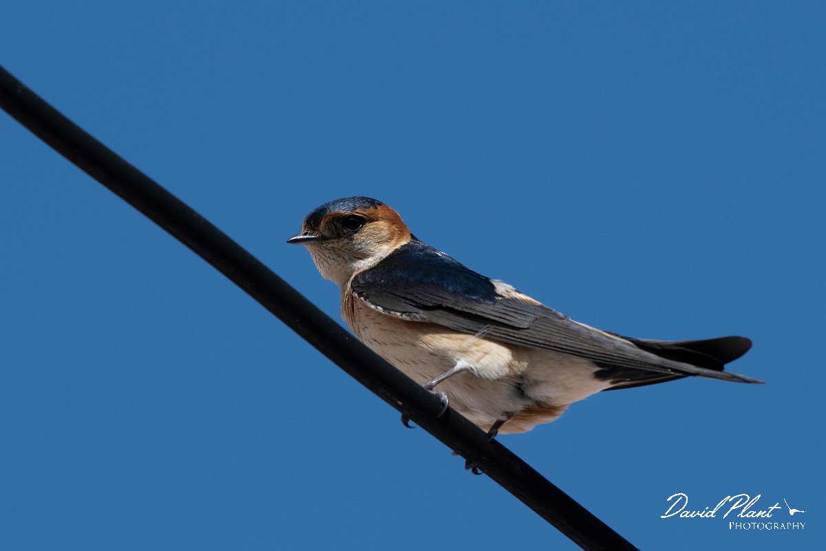 DPPhotography - Lesvos - Red-rumped swallow - C.jpg - Red-rumped swallow - Anaxos, Lesvos