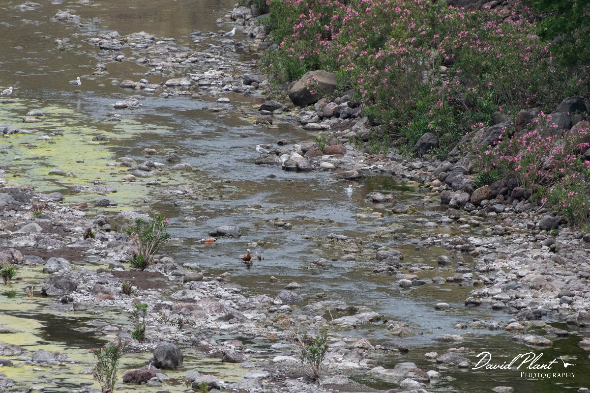 DPPhotography - Lesvos - Ruddy shelduck - C.jpg - Ruddy shelduck - Madaros, Lesvos