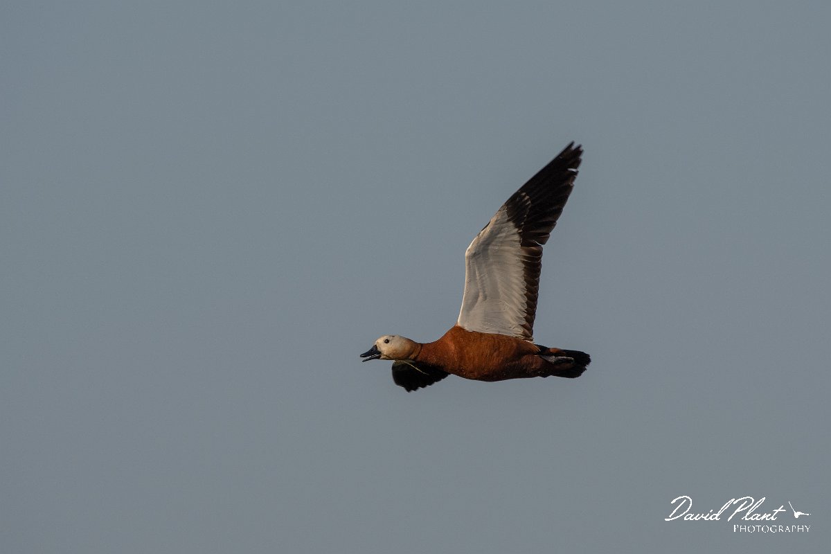DPPhotography - Lesvos - Ruddy shelduck - D.jpg - Ruddy shelduck - Madaros, Lesvos