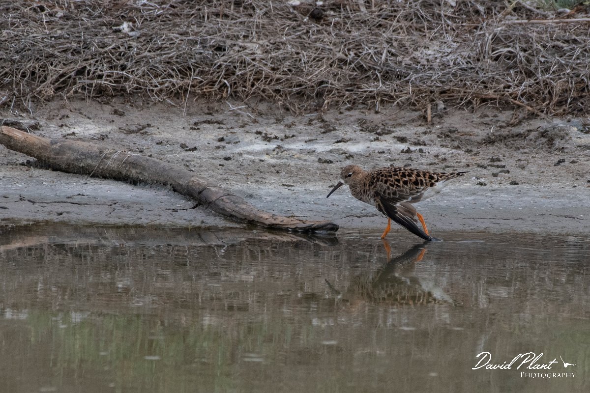 DPPhotography - Lesvos - Ruff - B.jpg - Ruff - Kalloni saltpans, Lesvos