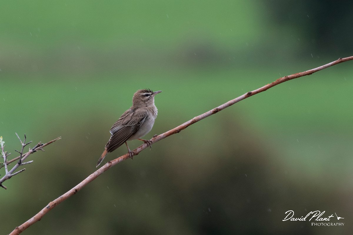 DPPhotography - Lesvos - Rufous scrub-robin - B.jpg - Rufous scrub robin - Madaros, Lesvos
