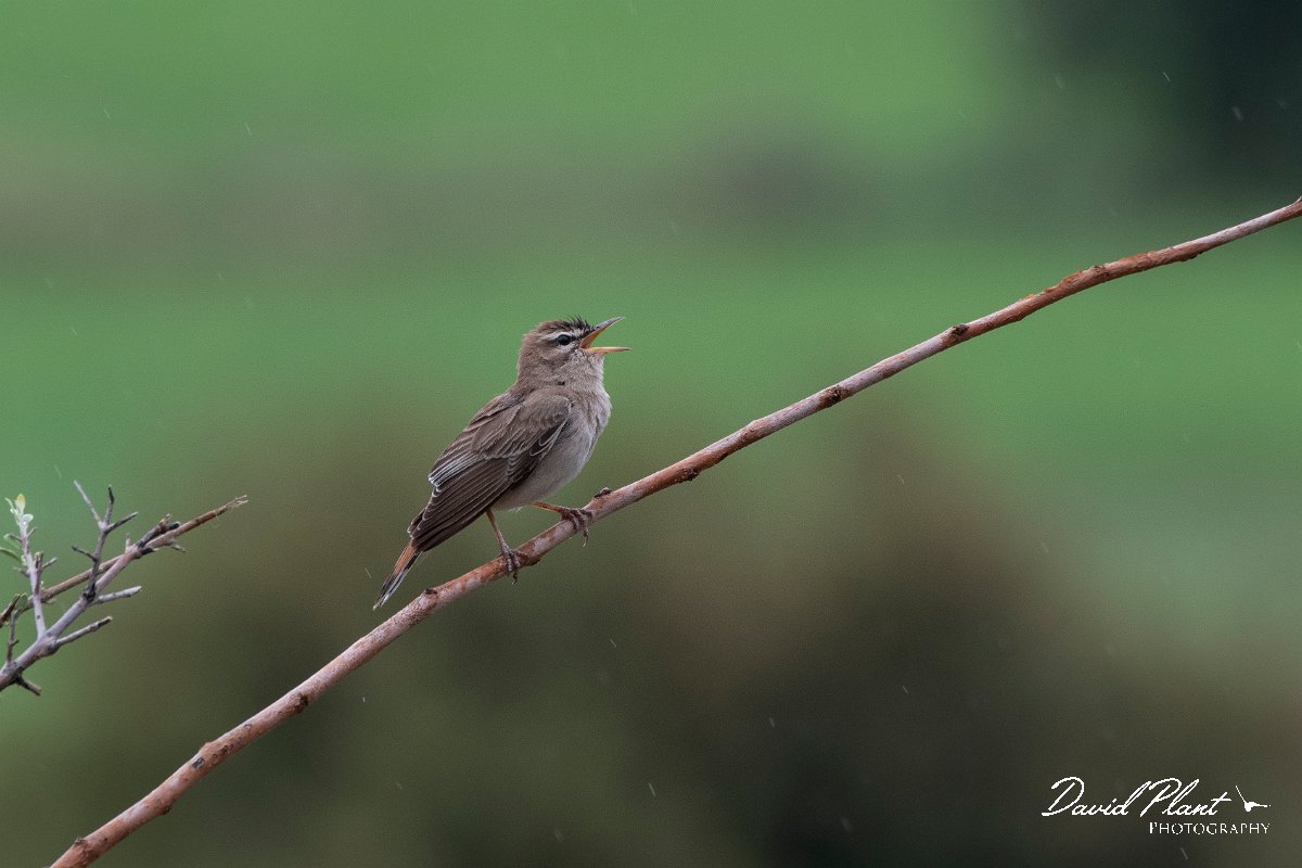 DPPhotography - Lesvos - Rufous scrub-robin - C.jpg - Rufous scrub robin - Madaros, Lesvos