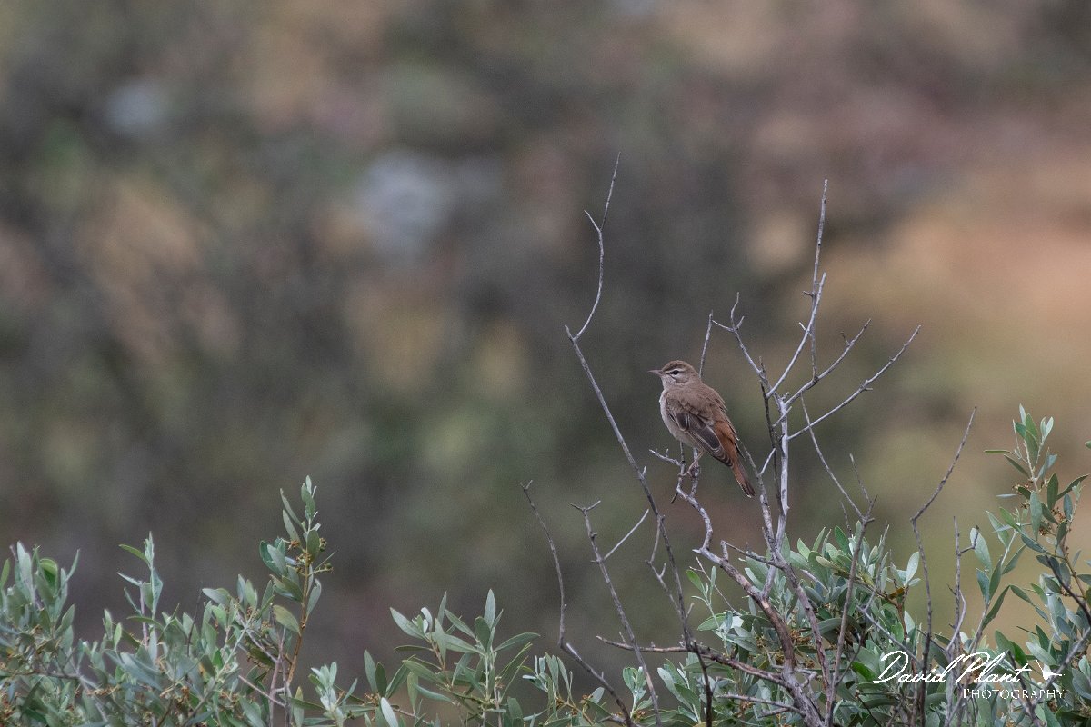 DPPhotography - Lesvos - Rufous scrub-robin - D.jpg - Rufous scrub robin - Madaros, Lesvos