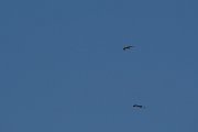 DPPhotography - Lesvos - Short-toed eagle - A