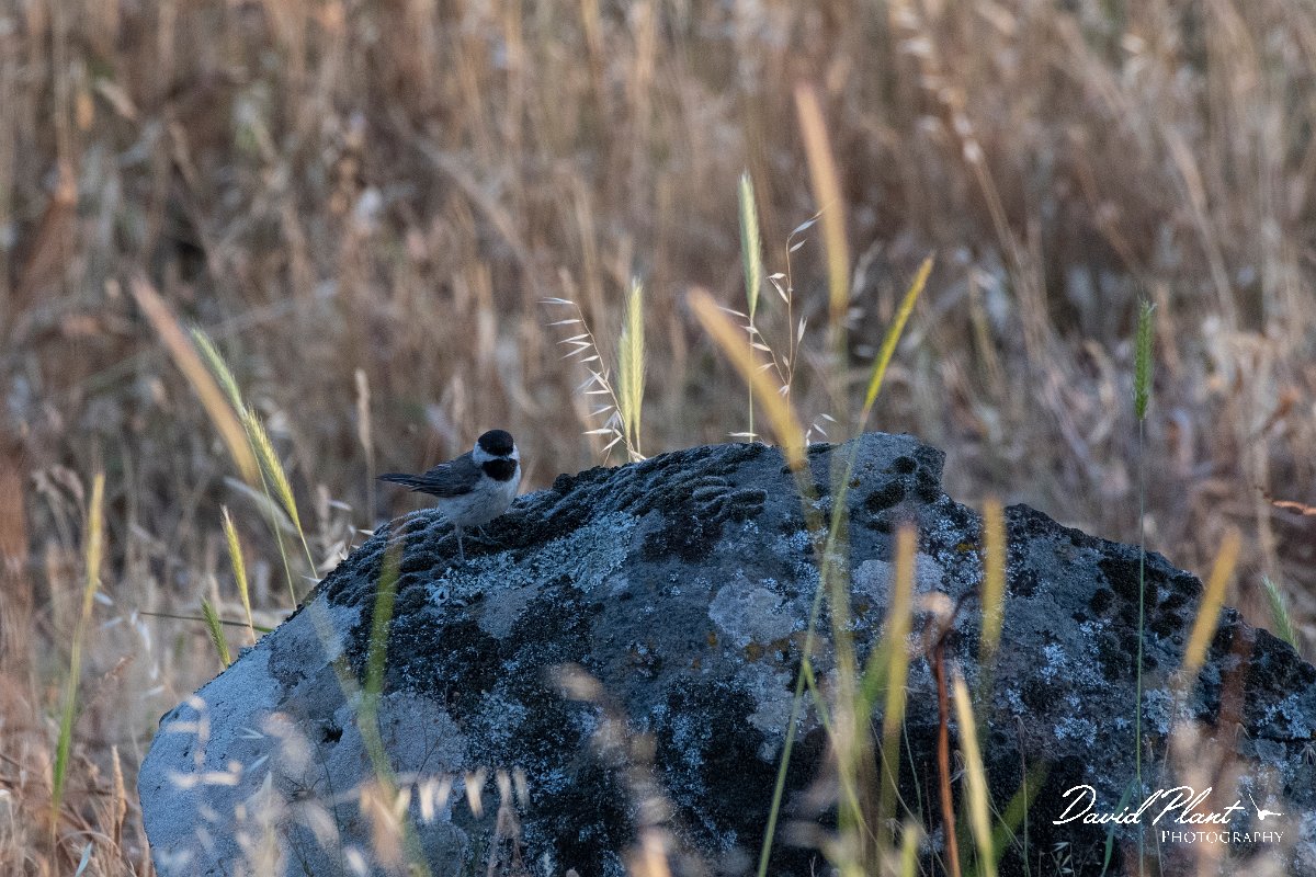 DPPhotography - Lesvos - Sombre tit - A.jpg - Sombre tit - Madaros, Lesvos