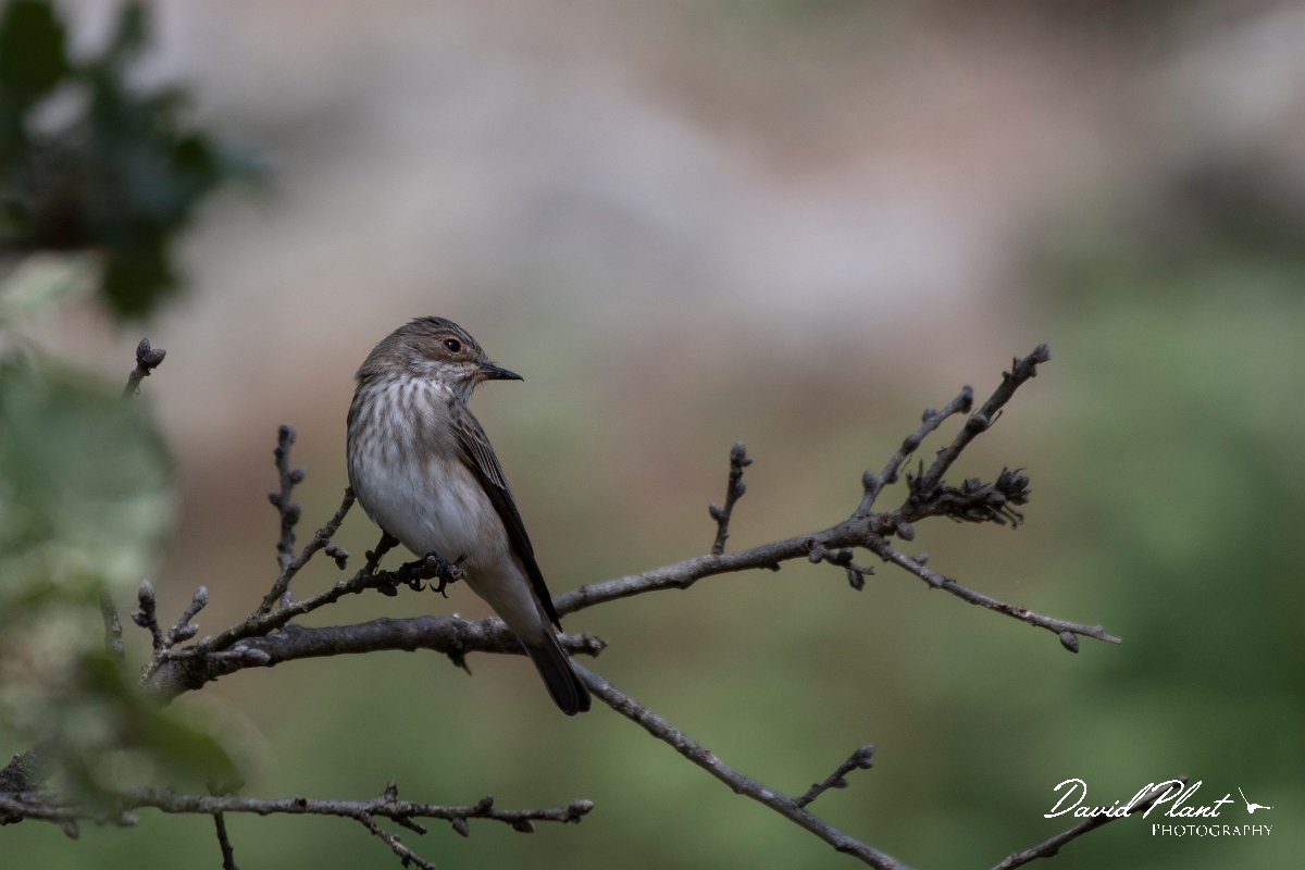 DPPhotography - Lesvos - Spotted flycatcher - D.jpg - Spotted flycatcher - Ipsilou Monastery, Lesvos