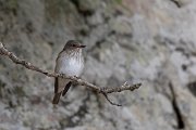 DPPhotography - Lesvos - Spotted flycatcher - B