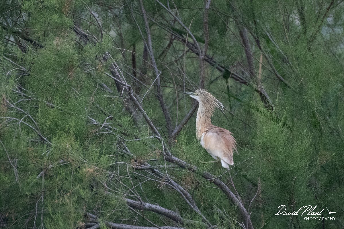 DPPhotography - Lesvos - Squacco heron - B.jpg - Squacco heron - Metochi Lake, Lesvos