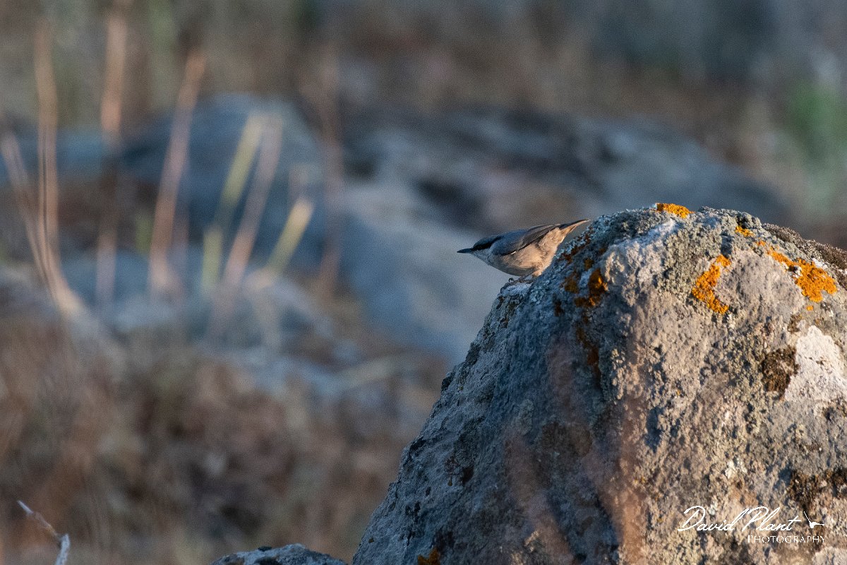 DPPhotography - Lesvos - Western rock nuthatch - B.jpg - Western rock nuthatch - Madaros, Lesvos