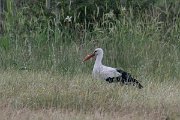 DPPhotography - Lesvos - White stork - A