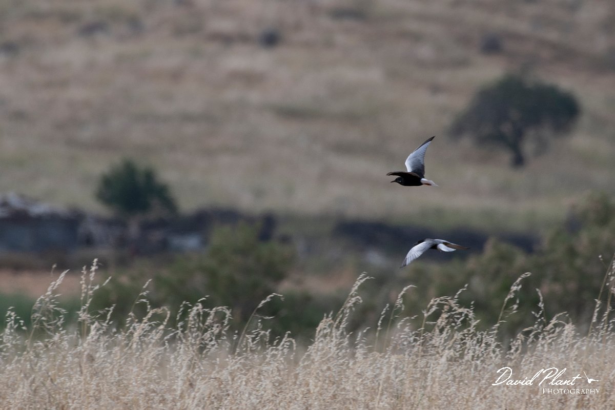 DPPhotography - Lesvos - White-winged tern - A.jpg - White-winged tern - Kalloni saltpans, Lesvos