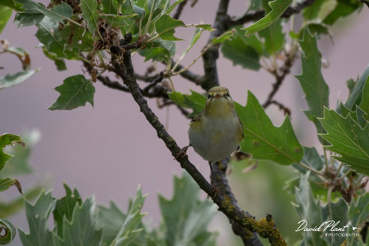 DPPhotography - Lesvos - Wood warbler - A.jpg - Wood warbler - Ipsilou Monastery, Lesvos
