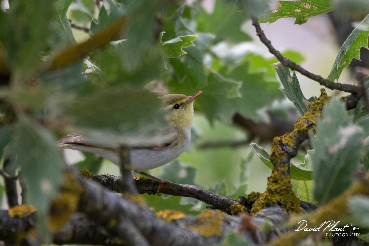 DPPhotography - Lesvos - Wood warbler - B.jpg - Wood warbler - Ipsilou Monastery, Lesvos