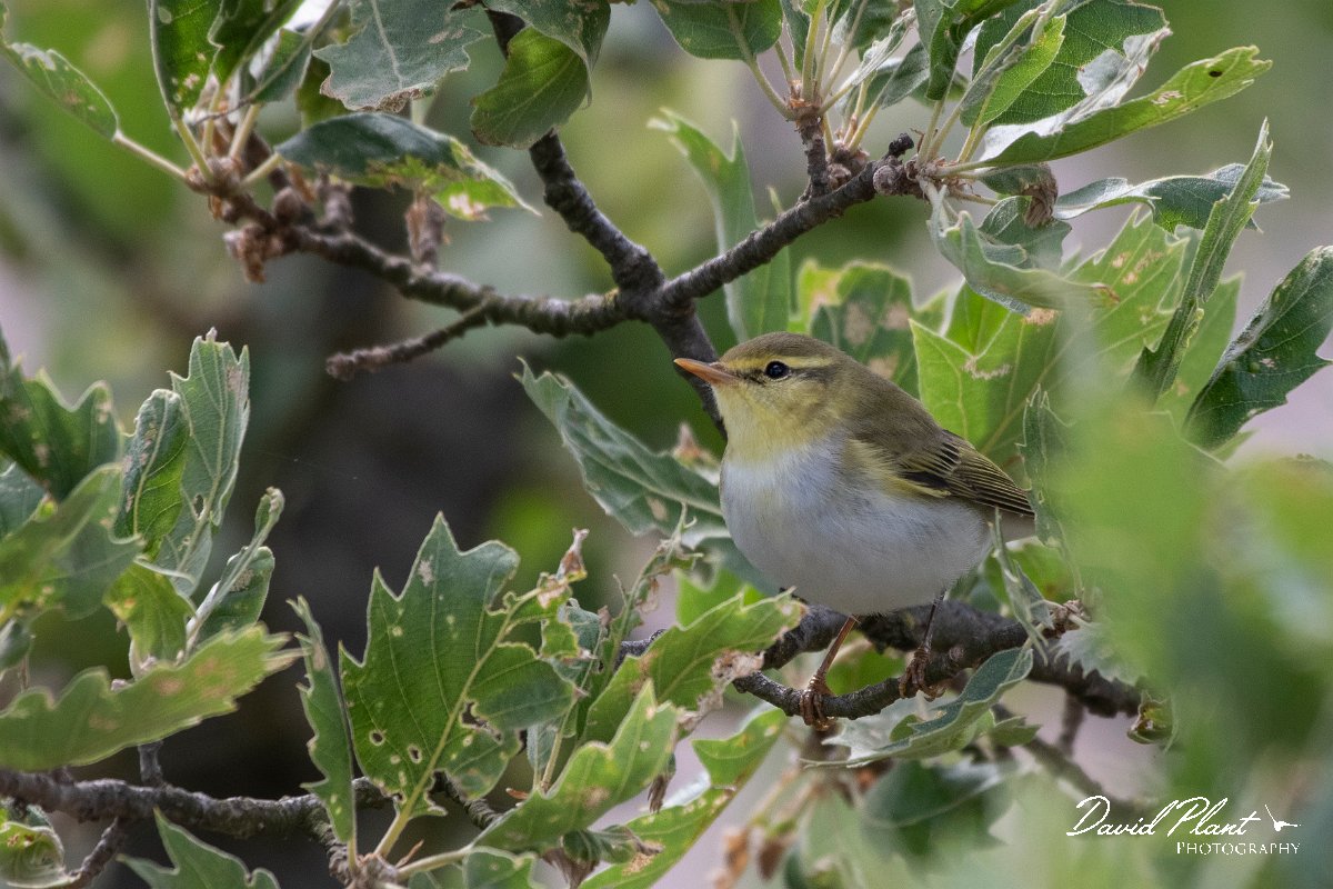 DPPhotography - Lesvos - Wood warbler - C.jpg - Wood warbler - Ipsilou Monastery, Lesvos