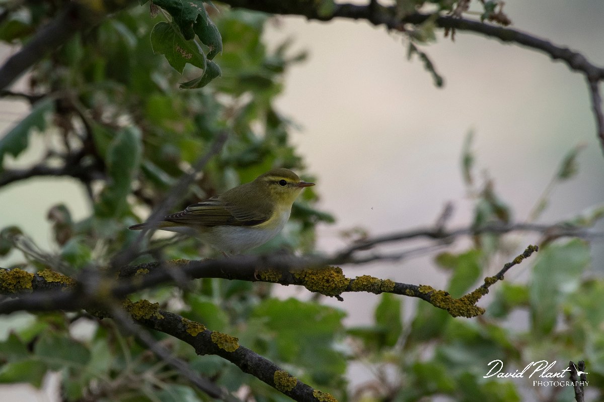 DPPhotography - Lesvos - Wood warbler - D.jpg - Wood warbler - Ipsilou Monastery, Lesvos