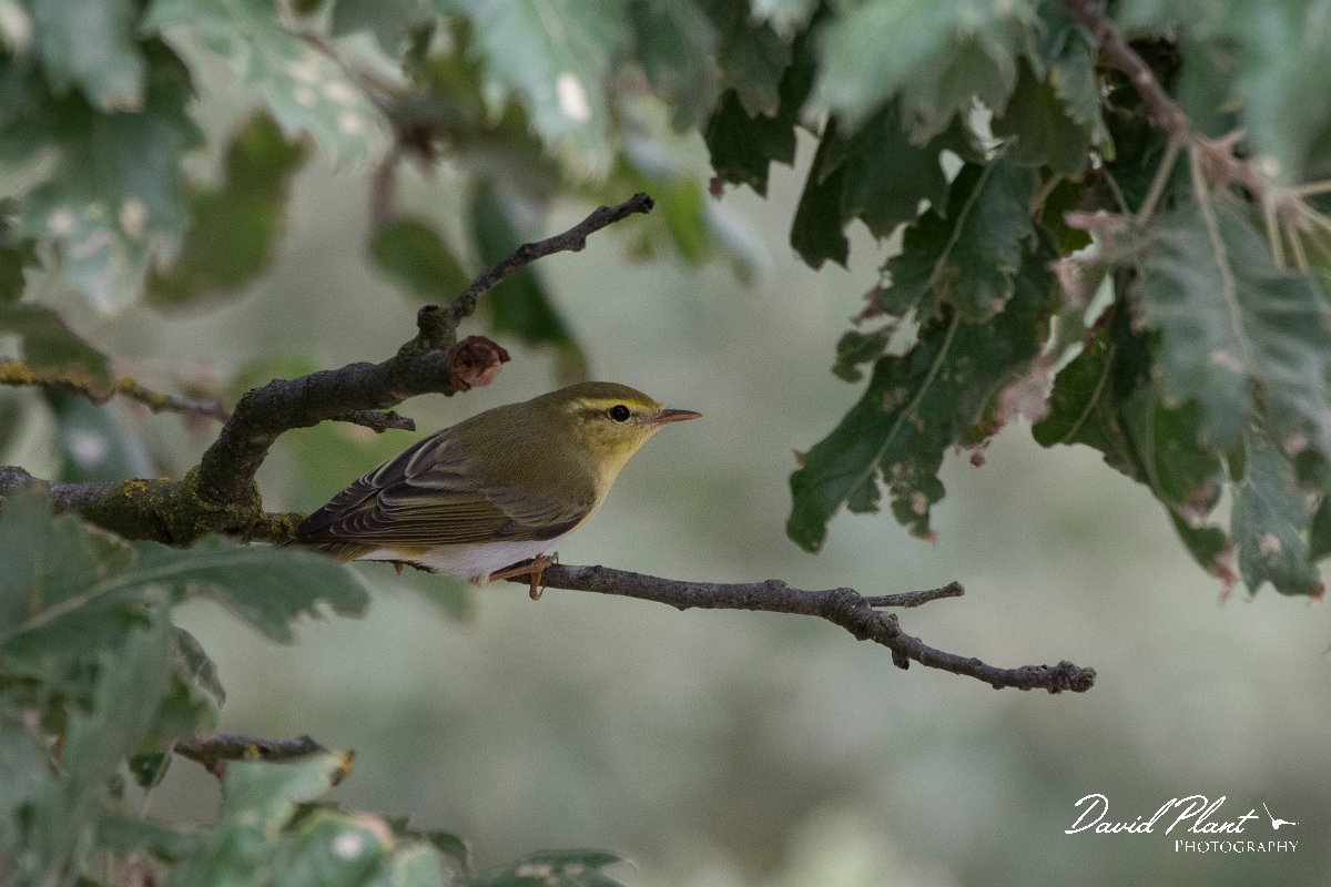 DPPhotography - Lesvos - Wood warbler - E.jpg - Wood warbler - Ipsilou Monastery, Lesvos