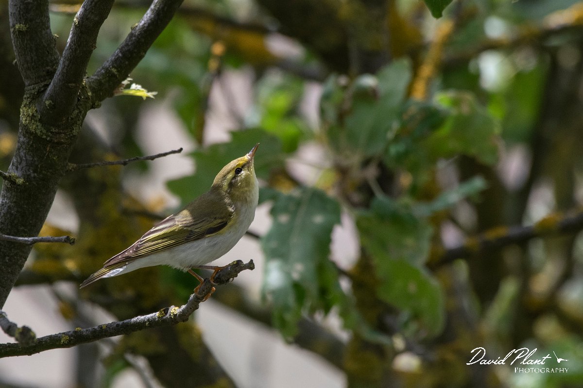 DPPhotography - Lesvos - Wood warbler - F.jpg - Wood warbler - Ipsilou Monastery, Lesvos