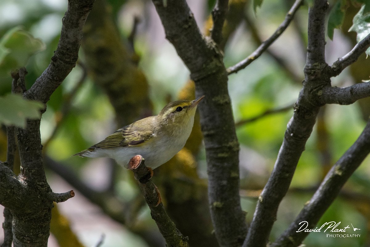 DPPhotography - Lesvos - Wood warbler - G.jpg - Wood warbler - Ipsilou Monastery, Lesvos