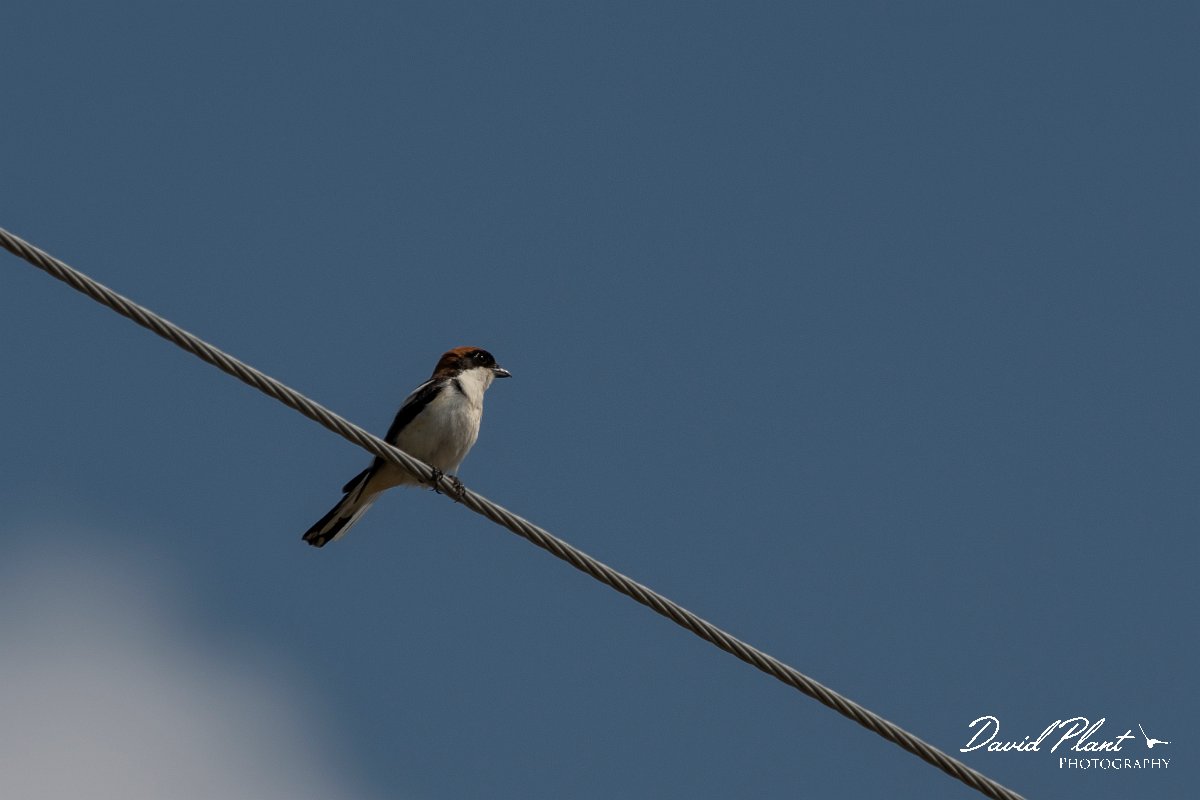 DPPhotography - Lesvos - Woodchat shrike - A.jpg - Woodchat shrike - Achladeri forest, Lesvos