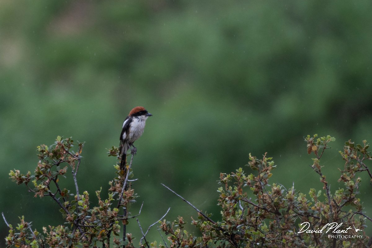DPPhotography - Lesvos - Woodchat shrike - B.jpg - Woodchat shrike - Madaros, Lesvos