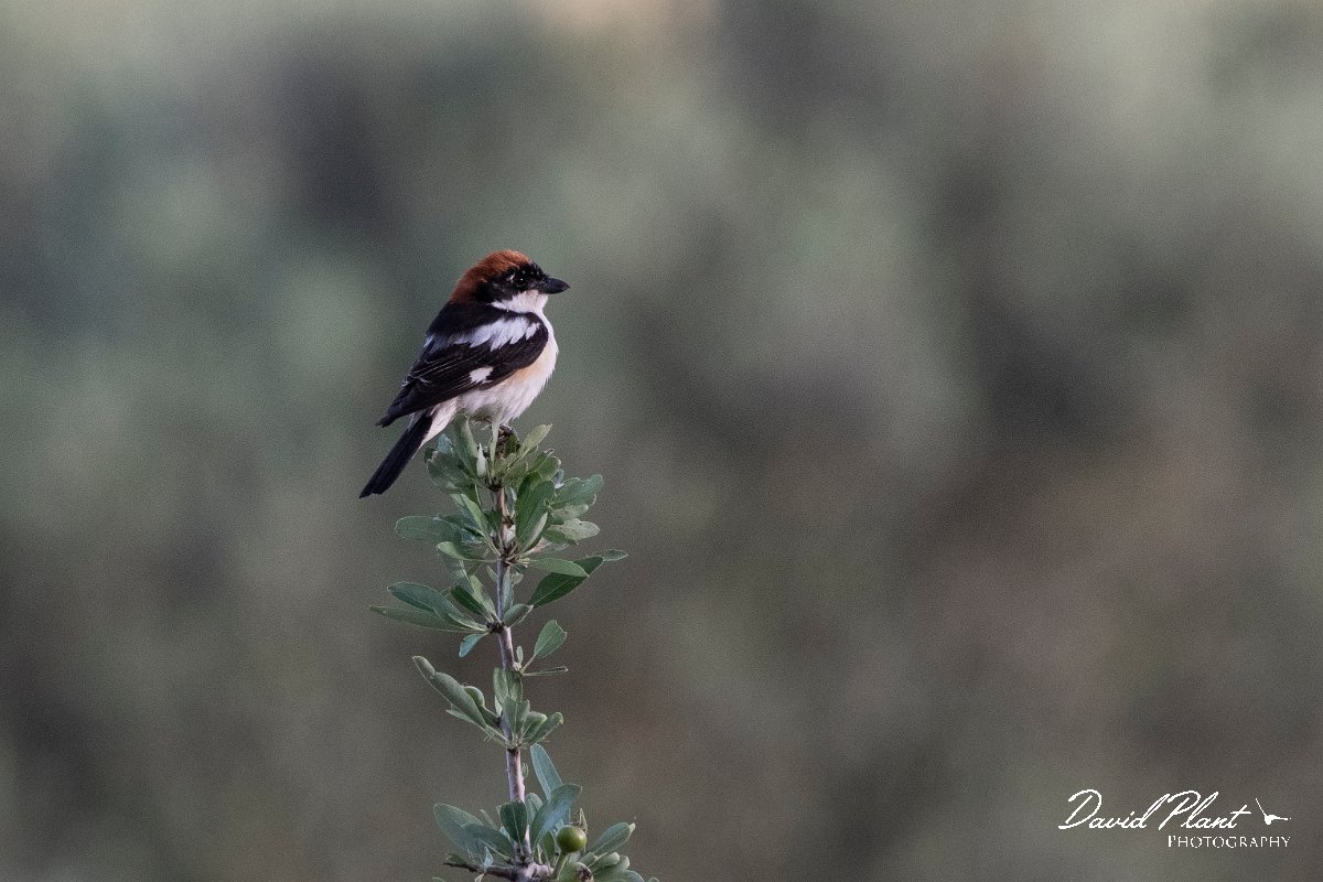 DPPhotography - Lesvos - Woodchat shrike - C.jpg - Woodchat shrike - Potamia Valley, Lesvos