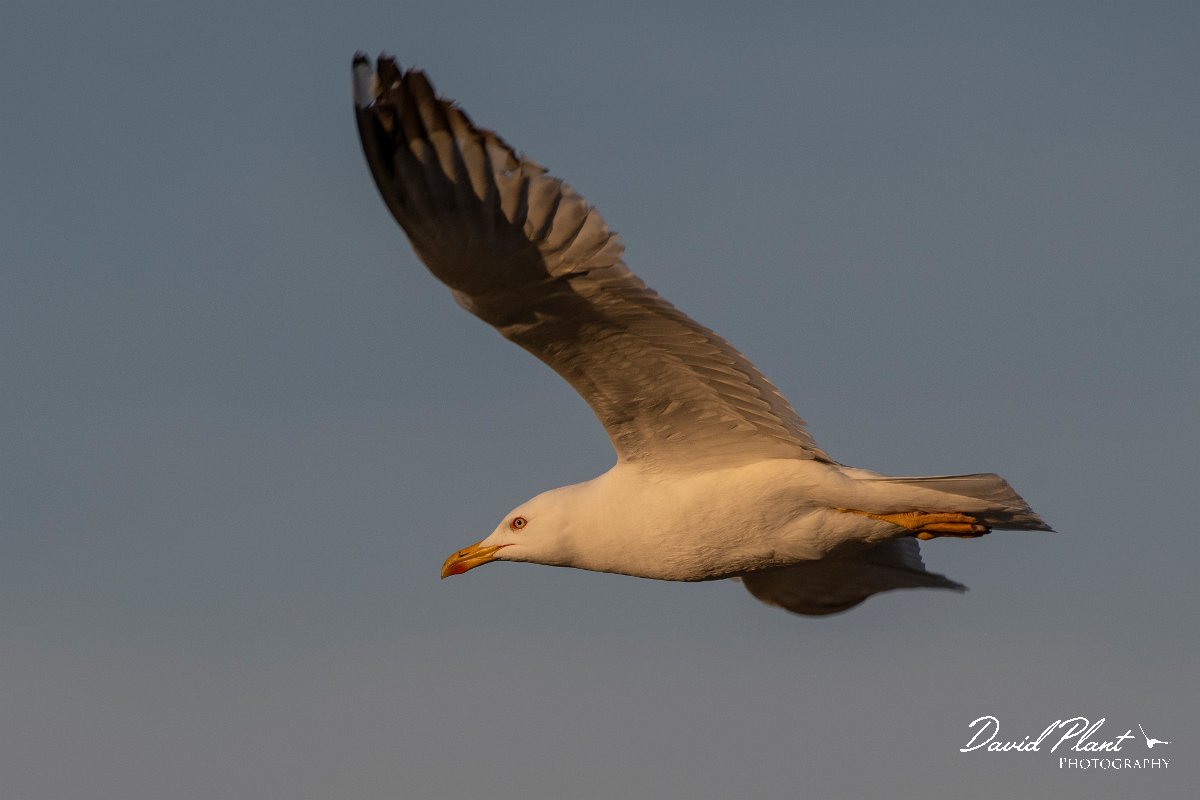 DPPhotography - Lesvos - Yellow-legged gull - B.jpg - Yellow-legged gull - Perasma reservoir, Lesvos