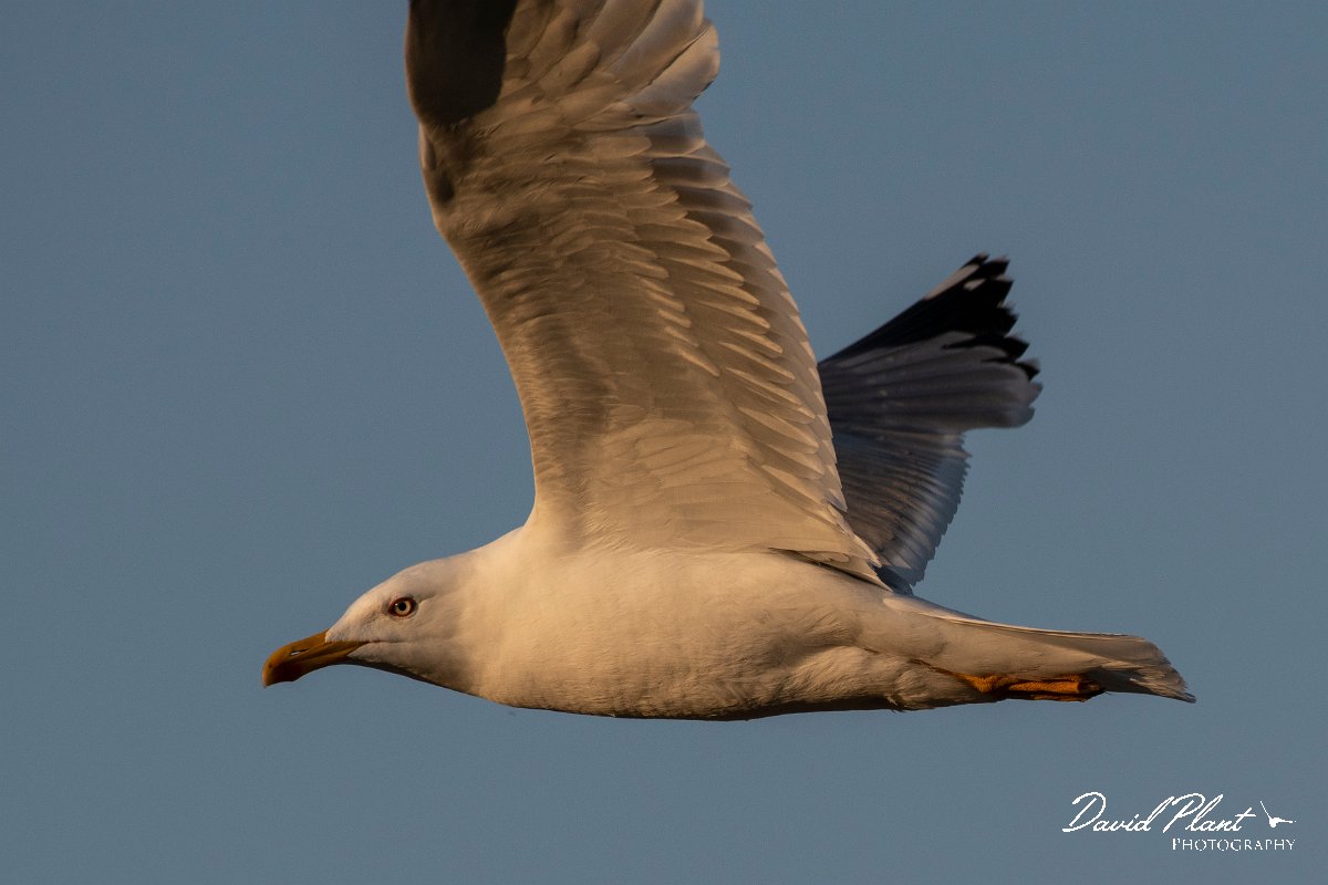 DPPhotography - Lesvos - Yellow-legged gull - C.jpg - Yellow-legged gull - Perasma reservoir, Lesvos