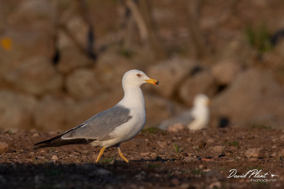 DPPhotography - Lesvos - Yellow-legged gull - D.jpg - Yellow-legged gull - Perasma reservoir, Lesvos