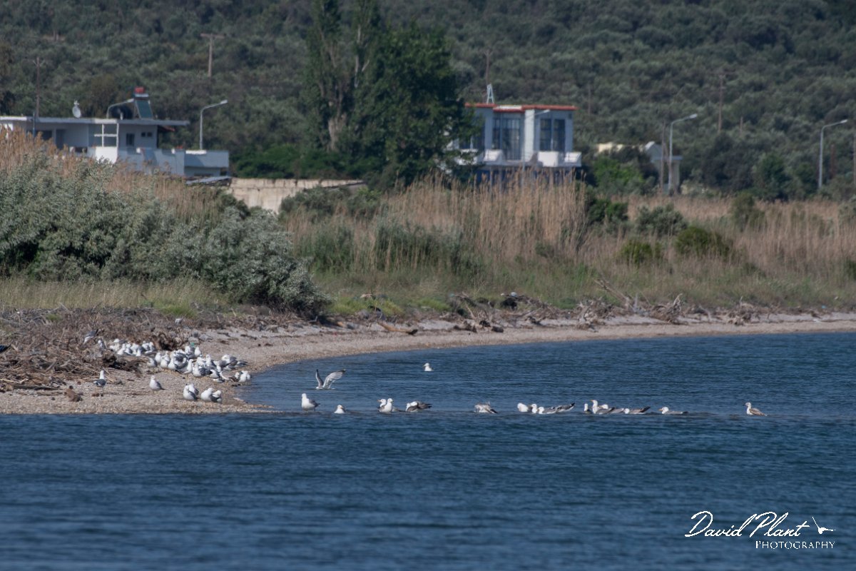 DPPhotography - Lesvos - Yellow-legged gull - E.jpg - Yellow-legged gull - Dipi Larisos reedbed, Lesvos