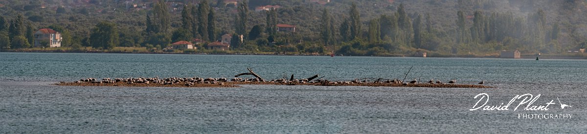 DPPhotography - Lesvos - Yellow-legged gull - F.jpg - Yellow-legged gull - Dipi Larisos reedbed, Lesvos