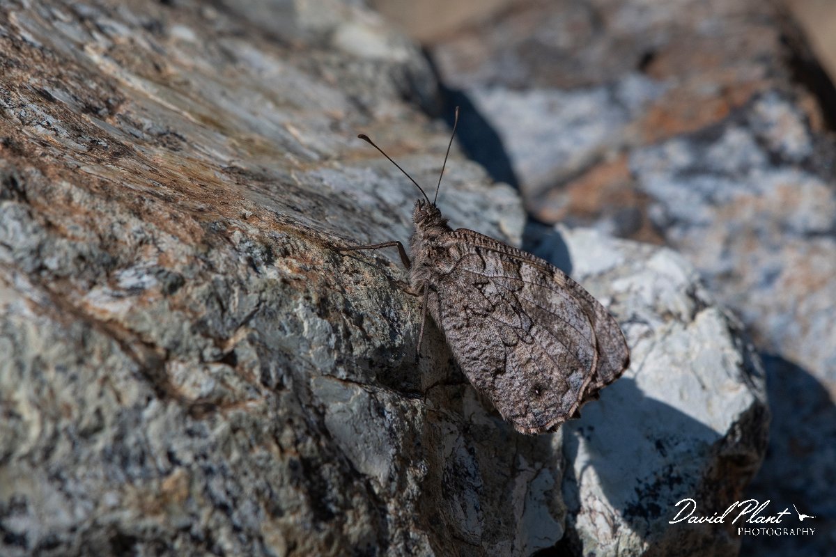 DPPhotography - Lesvos - Aegean grayling - A.jpg - Aegean Grayling - Achladeri forest, Lesvos