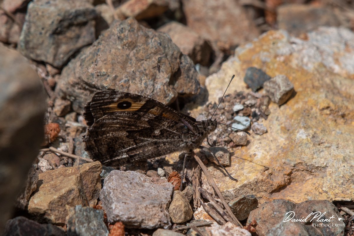 DPPhotography - Lesvos - Aegean grayling - B.jpg - Aegean Grayling - Achladeri forest, Lesvos