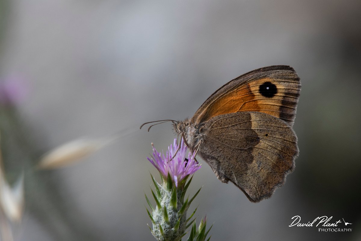DPPhotography - Lesvos - Aegean meadow brown - A.jpg - Aegean meadow brown - Ipsilou Monastery, Lesvos