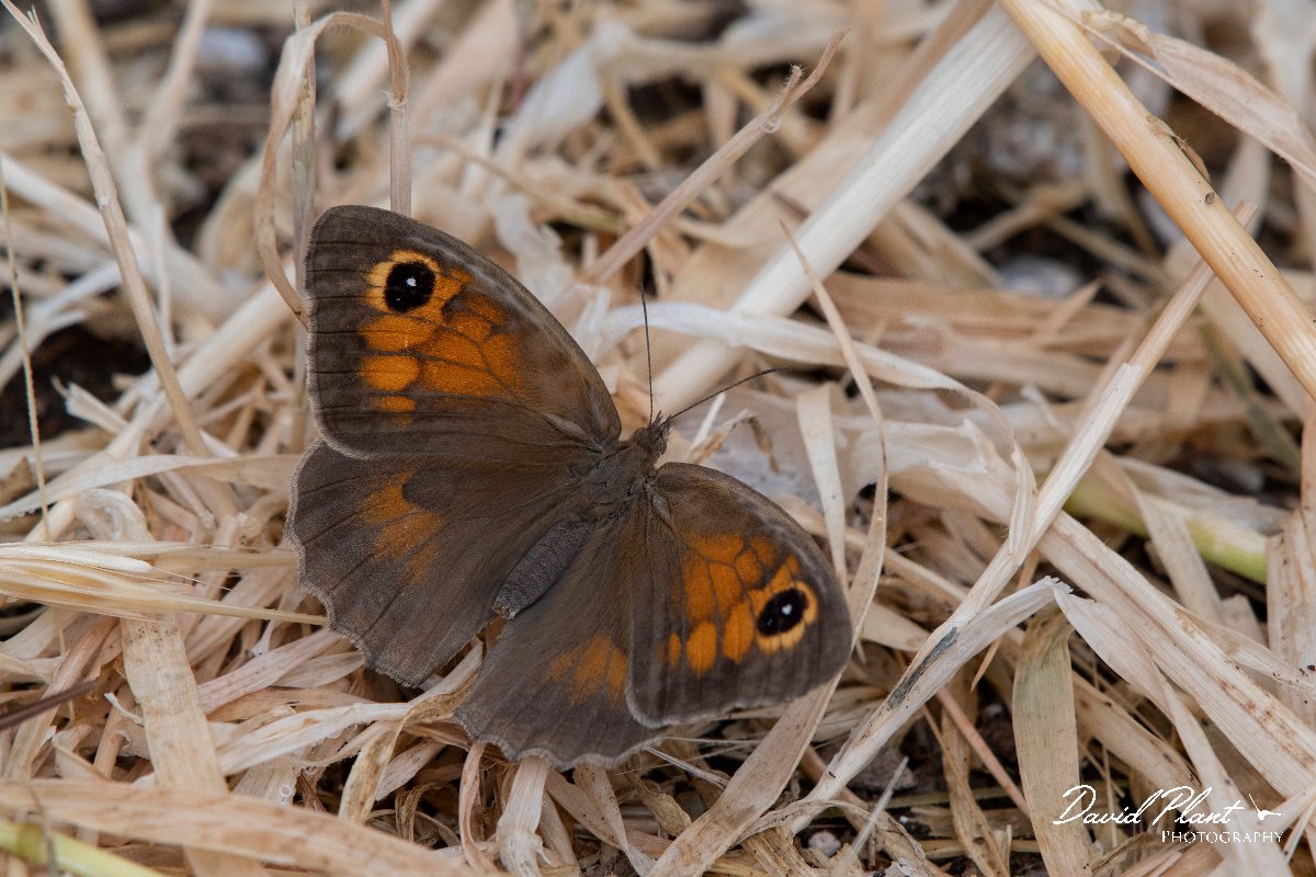 DPPhotography - Lesvos - Aegean meadow brown - B.jpg - Aegean meadow brown - Ipsilou Monastery, Lesvos