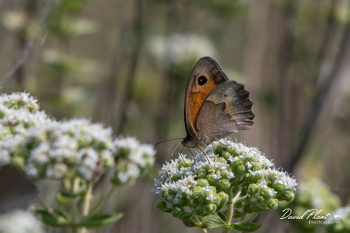 DPPhotography - Lesvos - Aegean meadow brown - E.jpg - Aegean meadow brown - Perasma reservoir, Lesvos