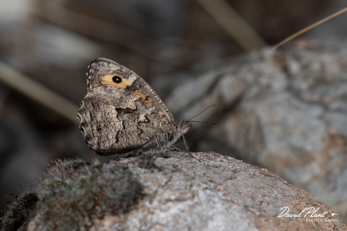 DPPhotography - Lesvos - Balkan grayling - B.jpg - Balkan grayling - Potamia Valley, Lesvos