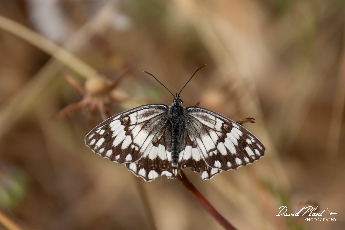 DPPhotography - Lesvos - Balkan marbled white - A.jpg - Balkan marbled white - Ipsilou Monastery, Lesvos