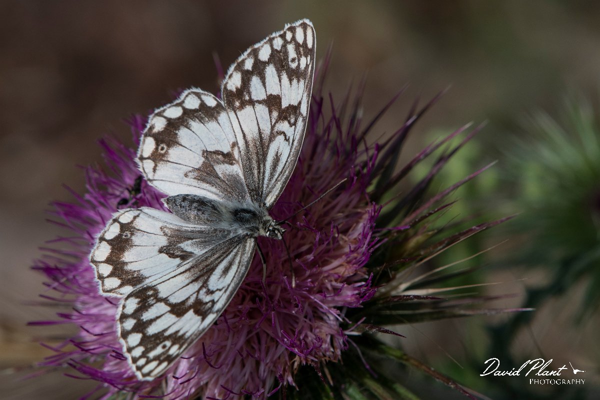 DPPhotography - Lesvos - Balkan marbled white - C.jpg - Balkan marbled white - Ipsilou Monastery, Lesvos
