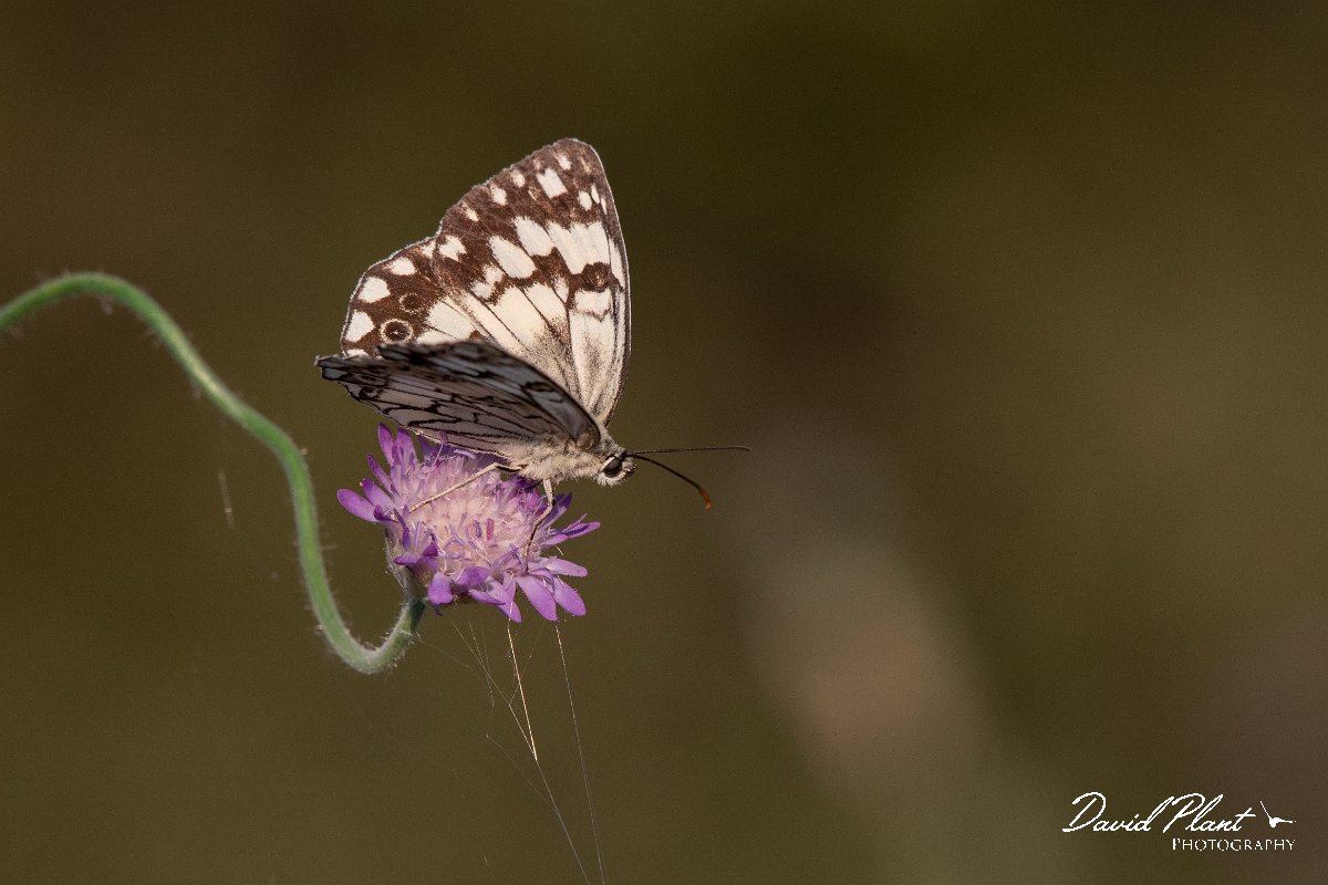 DPPhotography - Lesvos - Balkan marbled white - E.jpg - Balkan marbled white - Perasma reservoir, Lesvos