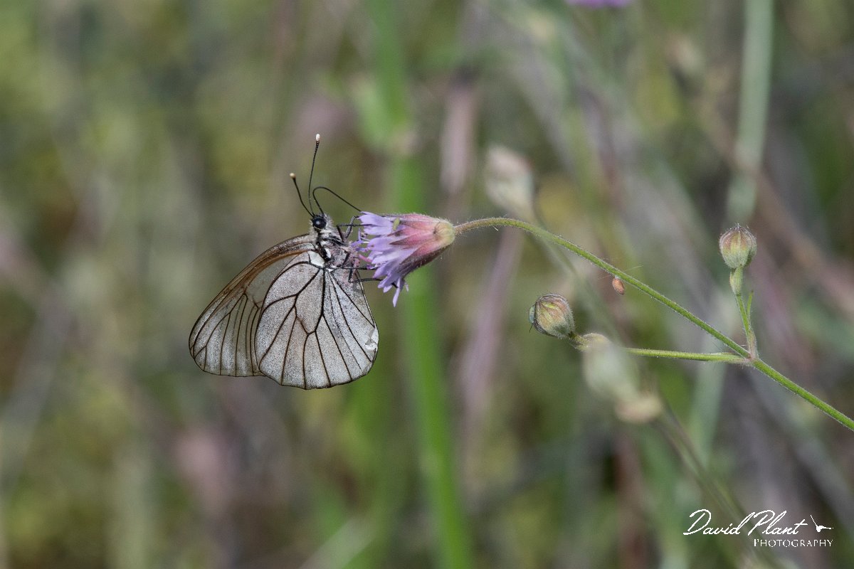 DPPhotography - Lesvos - Black-veined white - A.jpg - Black-veined white - Perasma reservoir, Lesvos