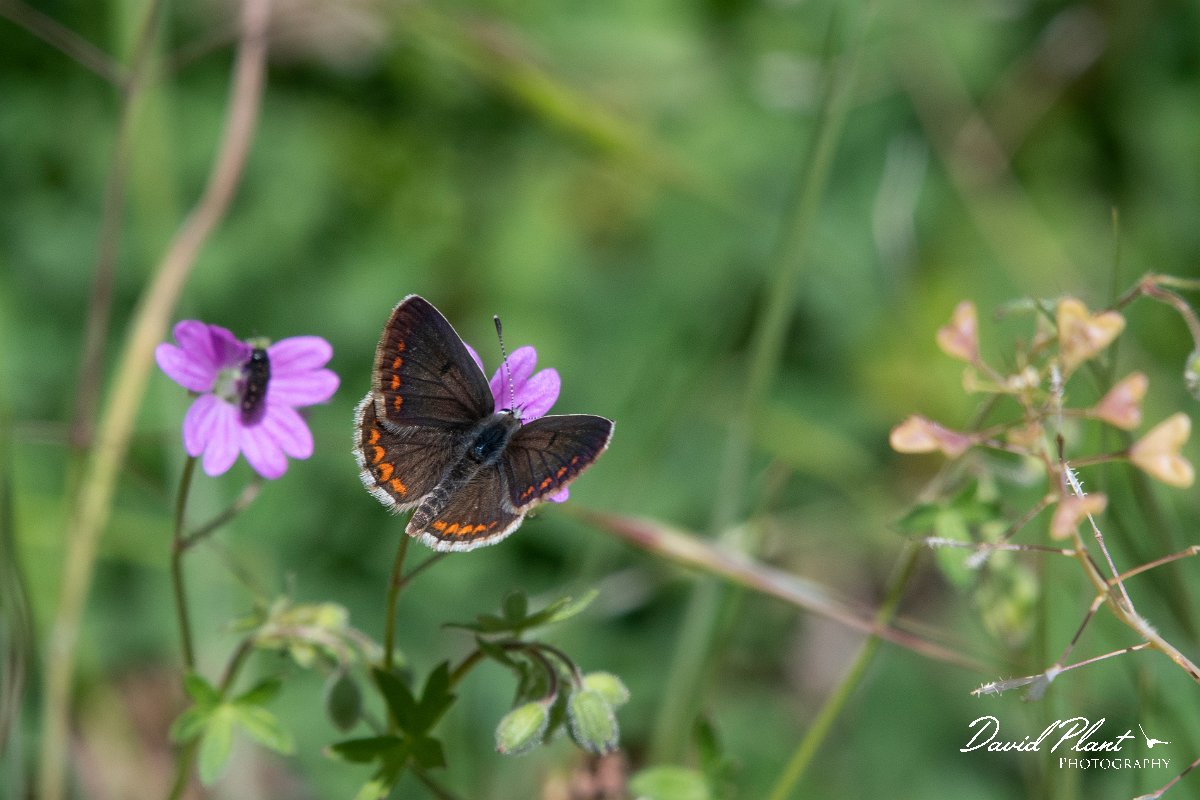 DPPhotography - Lesvos - Brown argus - C.jpg - Brown argus - Olympos massif, Lesvos