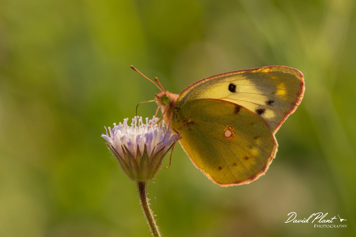 DPPhotography - Lesvos - Clouded yellow - B.jpg - Clouded yellow - Perasma reservoir, Lesvos