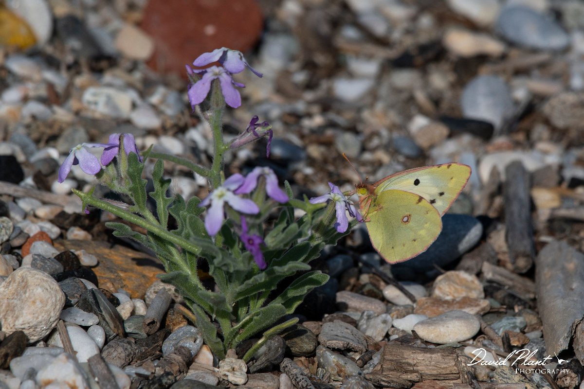 DPPhotography - Lesvos - Clouded yellow - C.jpg - Clouded yellow - Dipi Larisos reedbed, Lesvos