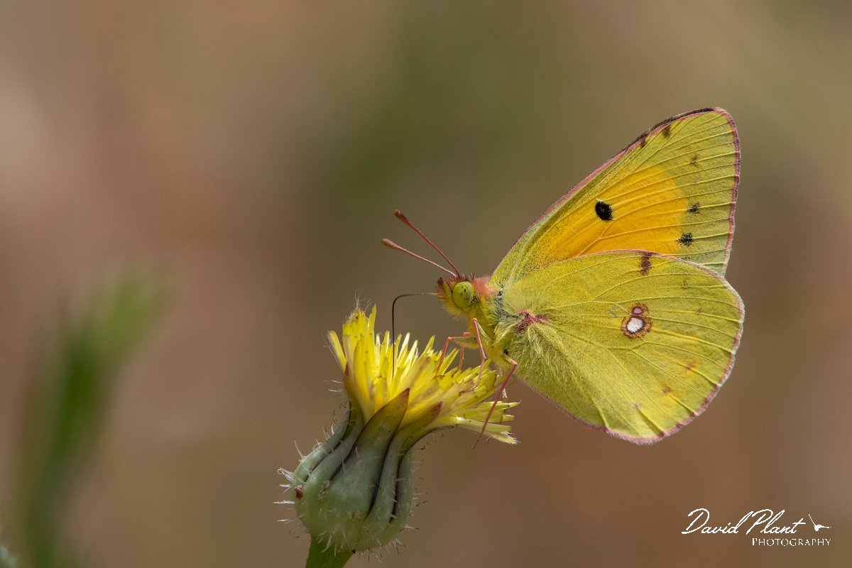 DPPhotography - Lesvos - Clouded yellow - F.jpg - Clouded yellow - Ipsilou Monastery, Lesvos