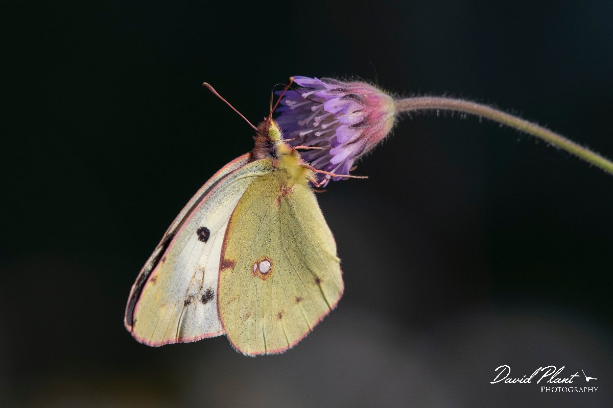 DPPhotography - Lesvos - Clouded yellow - I.jpg - Clouded yellow - Perasma reservoir, Lesvos